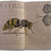 Wasp
