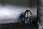 Antonio Calia milks his cows on his farm Dogolai near Bitti, Sardinia, Italy, May 6, 2009.